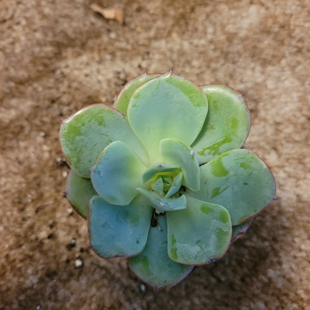 2 inch green and blue succulent